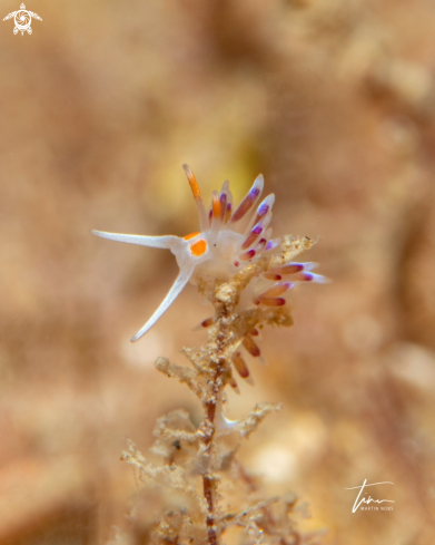 A Cratena peregrina | Cratena peregrina