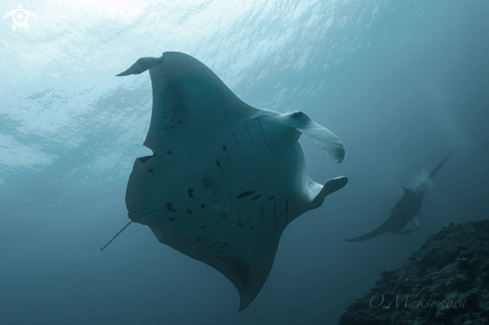 A Manta Ray Cleaning Station