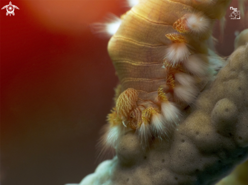 A Bearded Fireworm