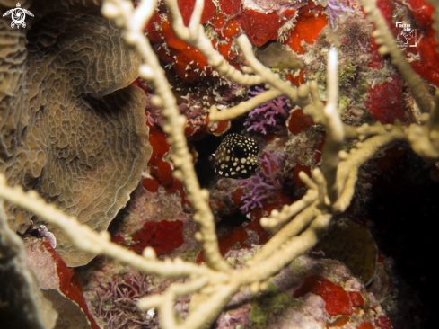 A Lactophrys triqueter | Juvenile Smooth Trunkfish