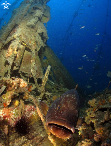 A Epinephelus marginatus | 