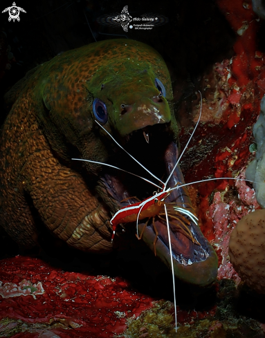 A Moray Eel