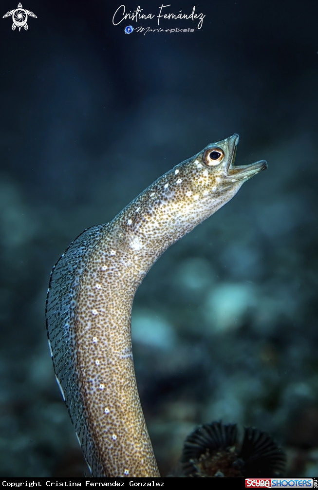 A Garden eel