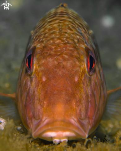 A Mullus surmuletus | Red Mullet