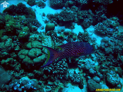 A Variola louti | Cernia coda mezzaluna 