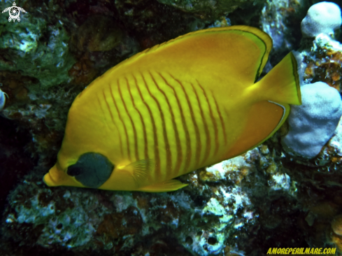 A Chaetodon semilarvatus |  Pesce farfalla mascherato 