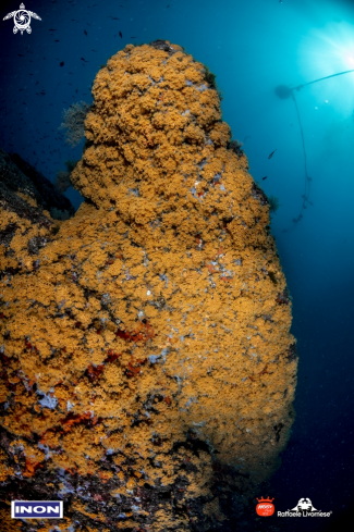 A Yellow softcorals