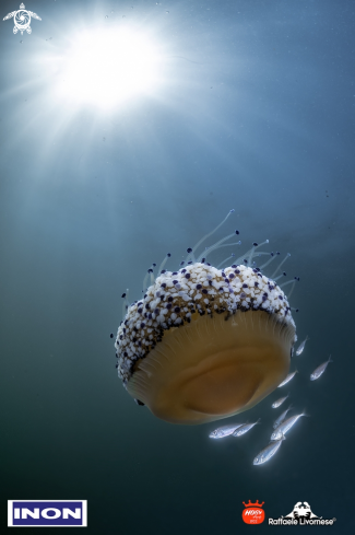 A Cassiopea Jellyfish