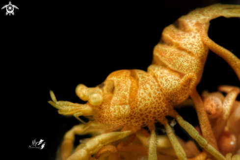 A Pontonides ankeri | Anker's whip coral Shrimp 