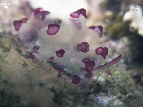 A Cyerce cristallina | Harlequin Glass Slug