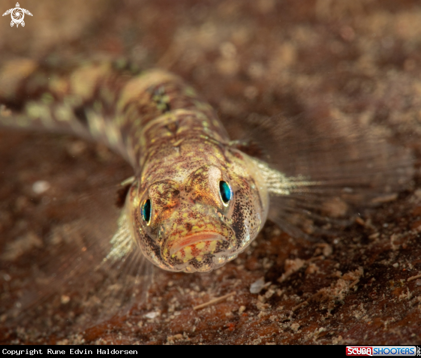 A Sand Goby
