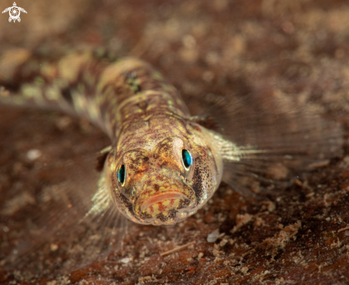 A Sand Goby