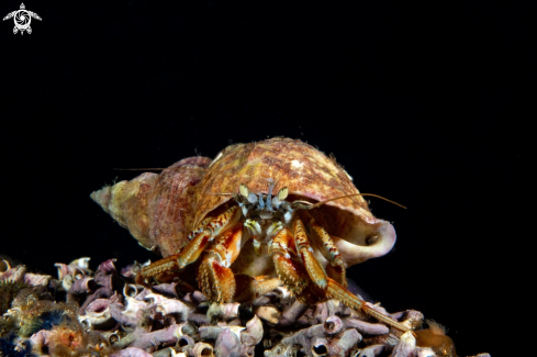 A Hermt crab