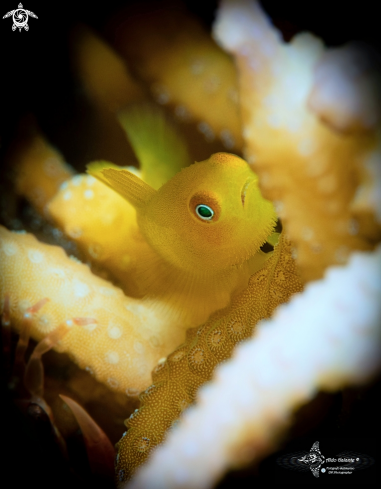 A Paragobiodon xanthosoma (Bleeker, 1853)  | Emerald Coral Goby