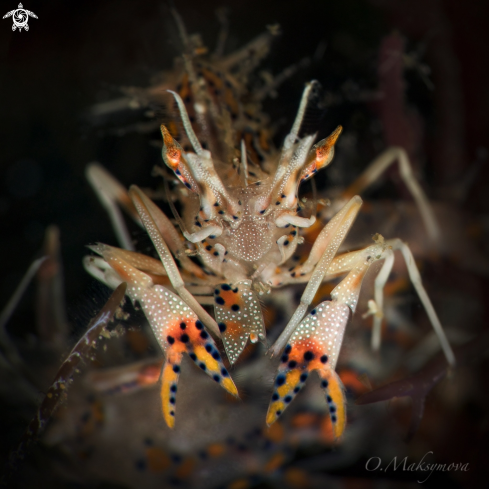 A Spiny tiger shrimp (Phyllognathia ceratophthalma