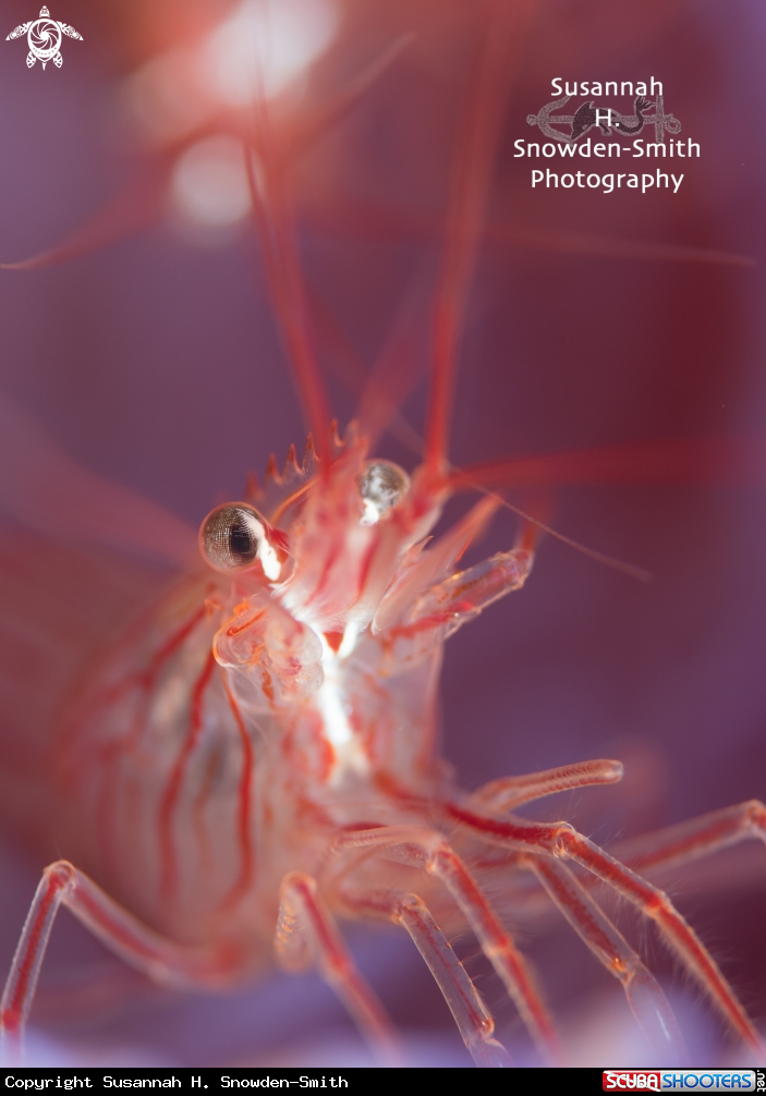 A Peppermint shrimp