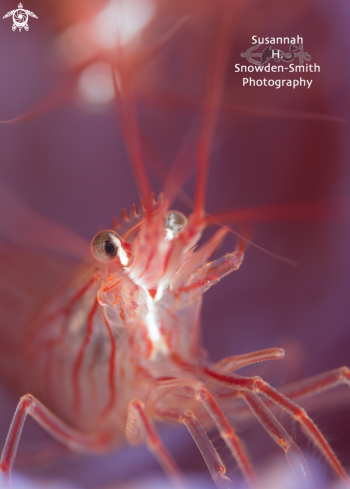A Peppermint shrimp
