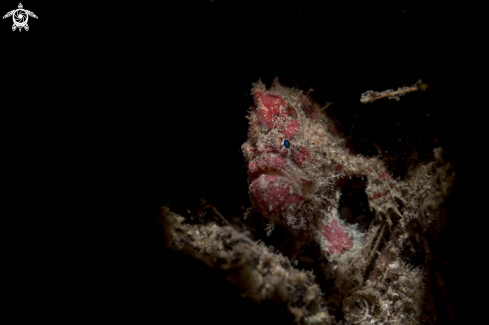 A Ocellated frogfish