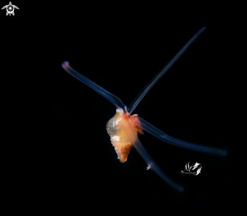 A Pelagic snail 