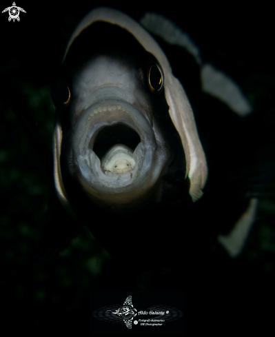 A Cymothoa exigua (Schioedte & Meinert, 1884) | Parasite