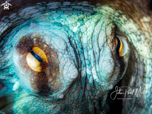 A octopus vulgaris | Poulpe