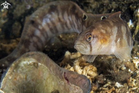 A Pholis gunnellus | Rock gunnel