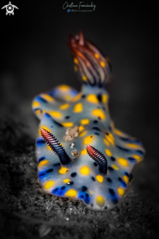 A Hypselodoris conffeti | Nudibranch