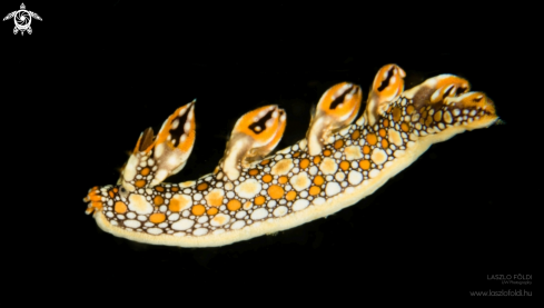 A Bornella anguilla