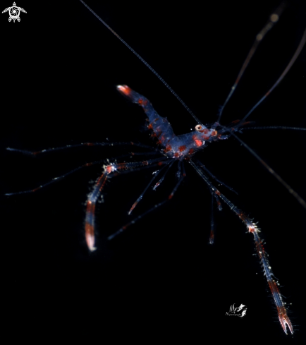 A Larval banded coral shrimp 