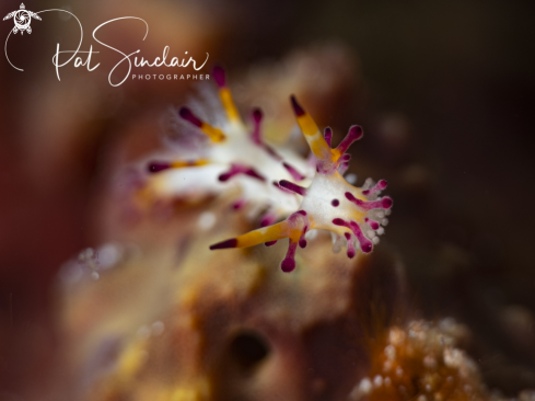 A Aegires villosus | nudibranch
