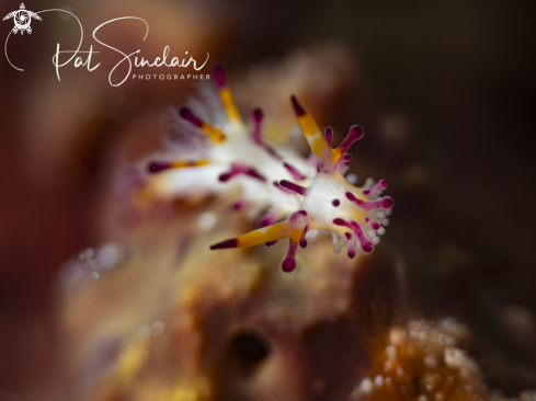 A nudibranch