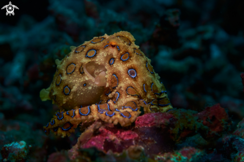 A Hapalochlaena lunulata | OCTOPUS