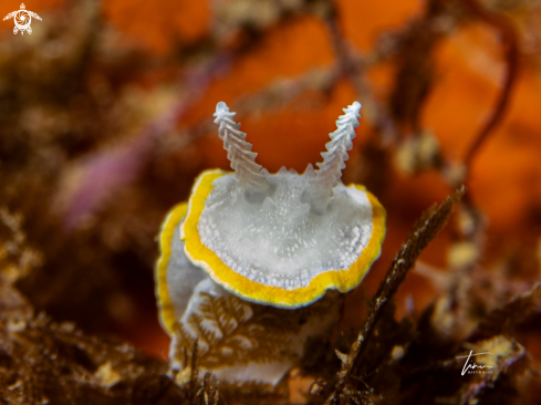 A Diaphorodoris alba