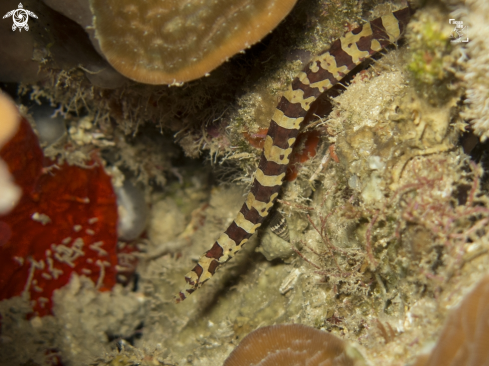 A Micrognathus ensenadae | Harlequin Pipefish