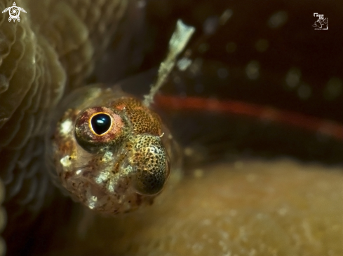 A Emblemariopsis carib | Flagfin Glass Blenny