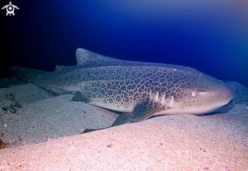 A Stegostoma fasciatum (Hermann, 1783)  | Zebra Shark