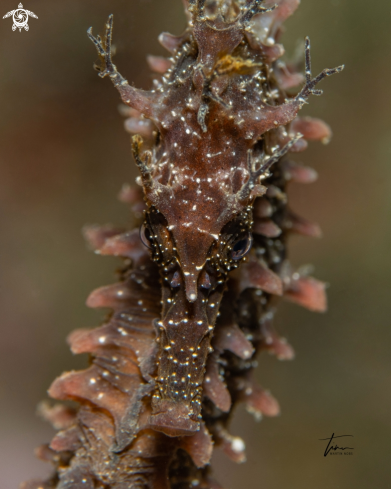 A Hippocampus guttulatus | Seahorse