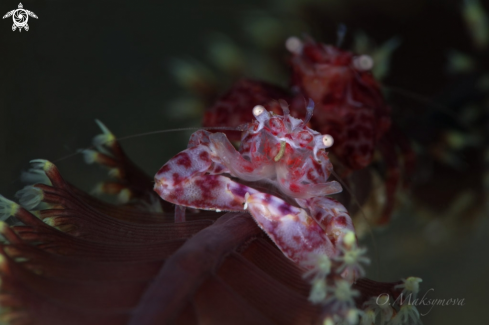 A Soft Coral Porcelain Crab (Lissoporcellana nakasonei)