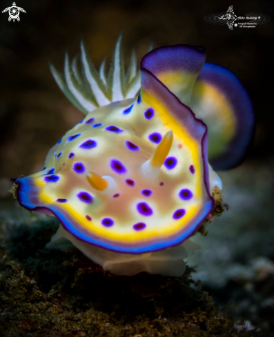 A Goniobranchus kuniei (Pruvot-Fol, 1930) | Goniobranchus Nudibranch