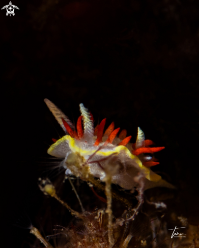 A Diaphorodoris papillata