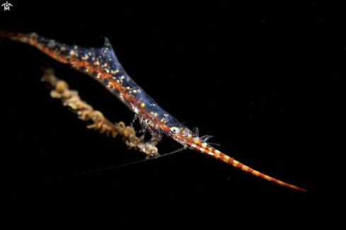 A Tozeuma armatum | Sawblade shrimp