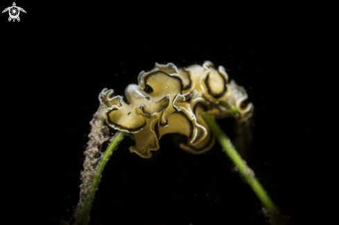 A Pseudobiceros flowersi | Marine Flatworm