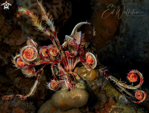 A Klunzinger's Crinoid