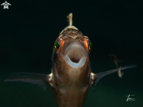 A Symphodus cinereus | Brown Wrasse