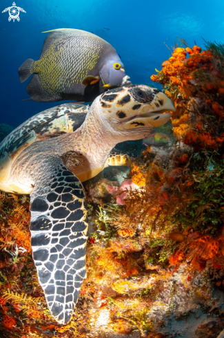 A Pomacanthus paru and Eretmochelys imbricata | Turtle and fish