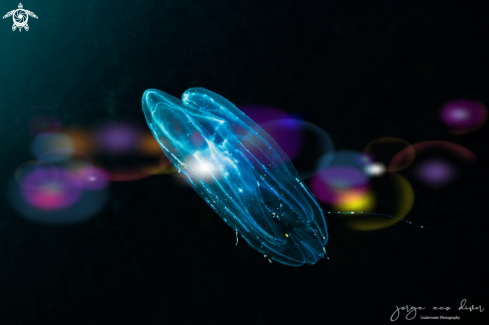 A combjellyfish