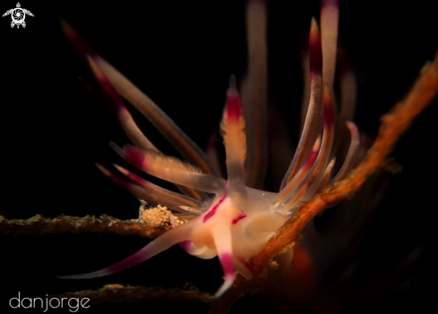 A Nudibranch