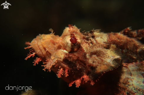 A Stone Fish