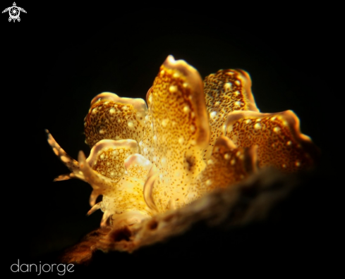 Nudibranch