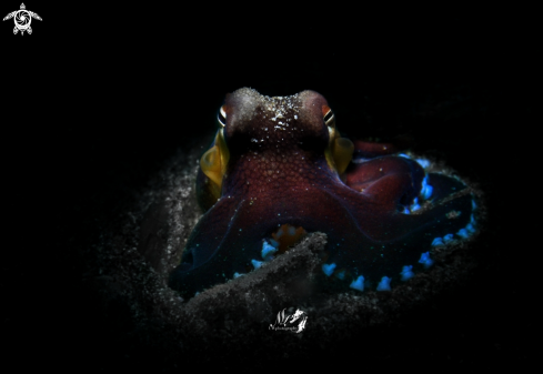 A Amphioctopus marginatus   | Coconut octopus 